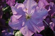 Clematis 'Victoria'
